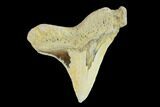 Fossil Shark (Cretoxyrhina) Tooth - Kansas #134844-1